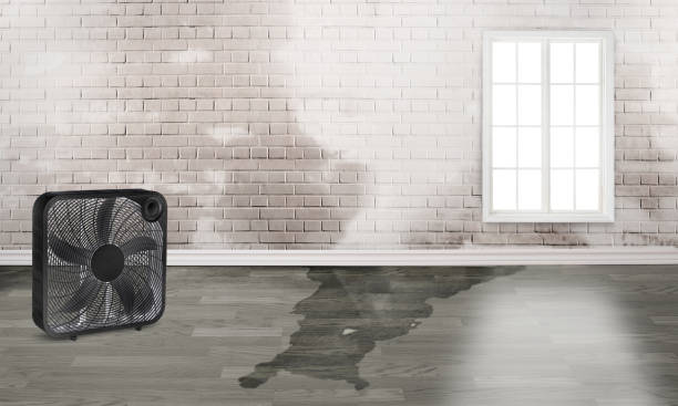 Best Water damage cleanup near me  in Church Hill, TN